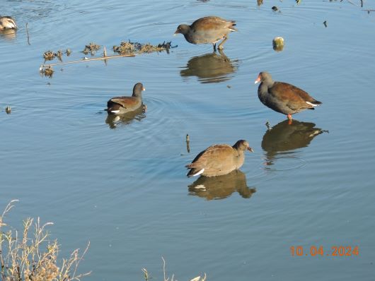 Ducks at the Wetland